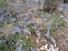 Image result for Selaginella imbricata