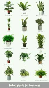 Succulent Types Plants House Plants Indoor Inside Plants