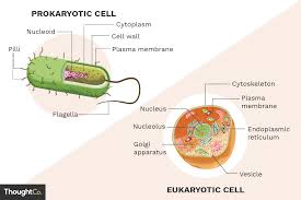 This division is based on internal complexity. What Are The Differences Between Prokaryotes And Eukaryotes