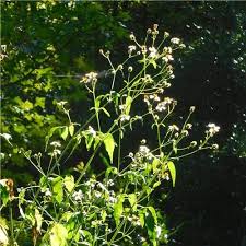 Image result for Bidens sp.no.1