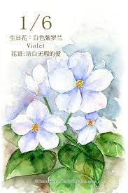 每日一花1 6 生日花 白 haru hello flower drawing watercolor flowers botanical illustration