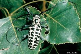 What to look for in a longhorn beetle? Confusion With Asian Longhorned Beetle Look Alikes Msu Extension
