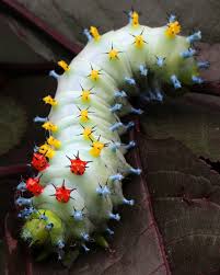 Image result for Cecropia