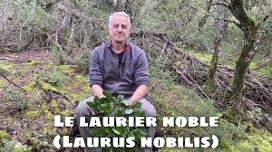 Check spelling or type a new query. Le Laurier Noble Ou Laurier Sauce Laurus Nobilis