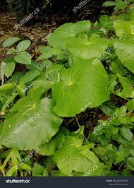 Image result for Piper umbellatum
