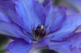 Check spelling or type a new query. How To Prune Clematis Just Follow These Easy Steps Blooming Lucky