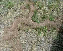 Right now, the yard is. Burrowing Animals Determining Species By Burrows Damage 6 521 Extension