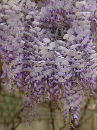 La caratteristica principale della floribunda, specie di origini giapponesi, è la fioritura lunga fino a 40 centimetri, il doppio di un normale glicine. Wisteria Wikipedia