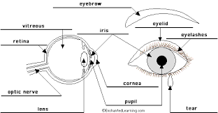 Eye Anatomy Diagram Enchantedlearning Com Diagram Of The Eye Eye Anatomy Diagram Eye Anatomy
