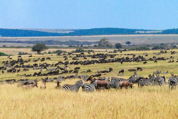 Mara North Conservancy