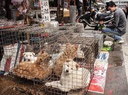 ADUC - Articolo - Vita da cani. La pandemia Coronavirus porta la Cina a  provvedimenti epocali: stop a carne di cane, gatto e rettili