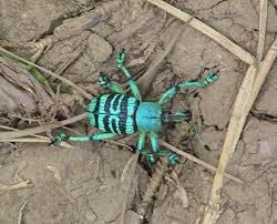 Pin On Papua New Guinea