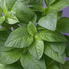Check spelling or type a new query. Amaranth Seeds Green Callaloo Chinese Spinach Vegetable Seeds In Packets Bulk Eden Brothers