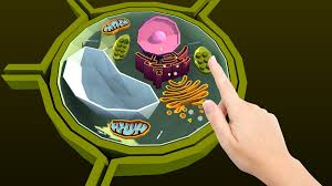 Learn what a plant cell is, its functions and how plants feed. Biology With Namoo Plant Cell Structure Plant Cell Structure Plant Cell Biology