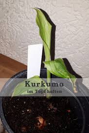Die Wunderknolle Kurkuma Kann Im Topf Gehalten Werden So Lasst Sich Bei Bedarf Immer Ernten Kurkuma Pflanze Kurkuma Pflanzen