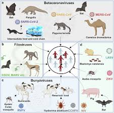 Image result for Emerging Infection