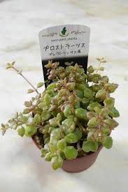 プロストラーツス(プレクトランサス属)...「Meruの多肉植物たち」のアルバム-みんなの趣味の園芸1136163