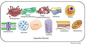 B For Biology Cell Organelles Dicoverers Cell Organelles Organelles Cell