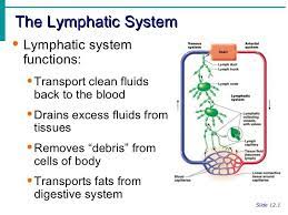 Lymphatic System Notes Lymphatic System Notes Lymphatic System Lymphatic System Functions