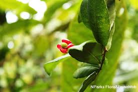 Image result for Ochna richardsiae