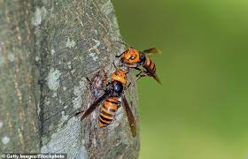 7 facts about hornets | ehrlich pest control. Murder Hornets Danger To The Average Person Is Low Vietnam Times