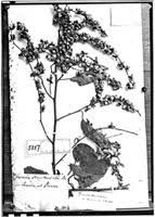 Image result for Gouania tiliifolia