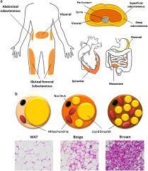 Across aging, adipose tissue (at) changes its quantity and distribution: Heterogeneity Of White Adipose Tissue Molecular Basis And Clinical Implications Experimental Molecular Medicine