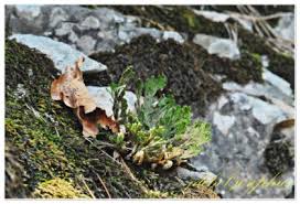 Image result for Selaginella vanderystii