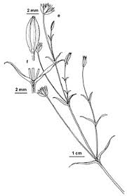 Image result for Stellaria sennii