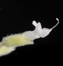 Image result for Hoslundia