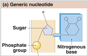 Every dna molecule is distinguished by its sequence of nucleotides. Nucleotides And Nucleic Acid 2 3 Flashcards Quizlet
