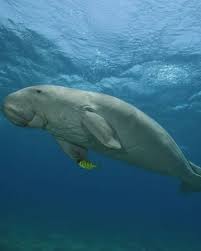Mariam the dugong (dugong dugon), shown here on may 23, 2019, after she was orphaned at a young age and rescued off a beach in thailand. Dugong Naturerules1 Wiki Fandom