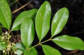 Image result for Xylocarpus