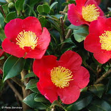 Camellia Sasanqua Yuletide Camelia D Automne A Fleurs Rouge Vermillon Yuletide Camellia Red Flowers Flowers
