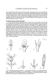 Image result for Burttdavya