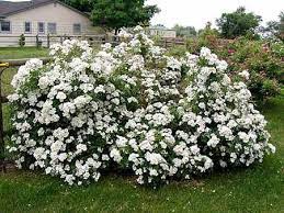 About hybrid musks · photo gallery of hybrid musks. Disease Free White Climber Antique Roses Forum Gardenweb Heirloom Roses Plants Climbing Roses