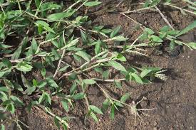 Image result for Brachyachne simonsii