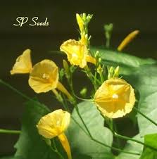 Image result for Ipomoea hederifolia