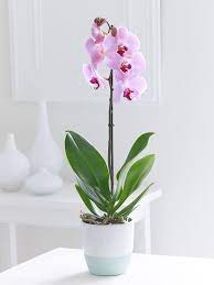 Phalaenopsis Orchid Non Toxic To Cats Orchid Arrangements Toxic Plants For Cats Orchids