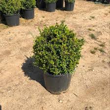 buxus Şimşir