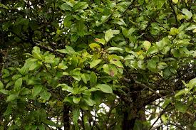 Image result for Apodytes dimidiata