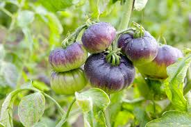 Les Cailloux En Provence Cultures Agricoles A Rognonas Cailloux Agriculture Raisonnee Culture