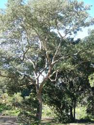 Image result for Olinia rochetiana