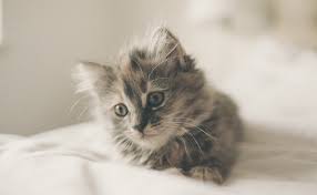 50 Noms De Chat Rigolos Et Originaux You will almost rarely run into the same. 50 noms de chat rigolos et originaux