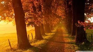 autumn country road wallpaper nature