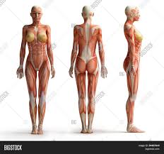 1,480 free images of human body. Female Anatomy View Image Photo Free Trial Bigstock
