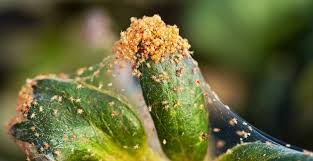 Plants, shrubs and trees stressed by drought are more susceptible to damage by the pests. How To Get Rid Of Kill Spider Mites Trifecta Natural