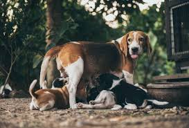 Similar to the start time, the exact frequency of estrus depends on your dog's size, breed, and age. Signs A Dog Is Going Into Labor Soon Do This Now Pawleaks