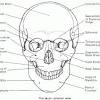 An anatomy coloring page can cover any anatomical structure but is especially useful for getting to grips with more complex structures like the brain or the heart. 1