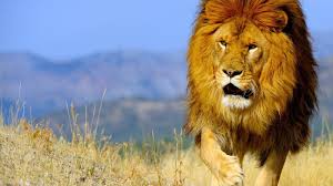 Bing announced a large maps update today, where they have added hundreds of streetside images, 3d city images and new high. Today S Bing Image Download Updated Daily Get Your Free Wallpapers Download Here Today Lion Pictures British Lions Animals